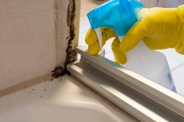 Best Toxic Mold Removal  in North Key Largo, FL